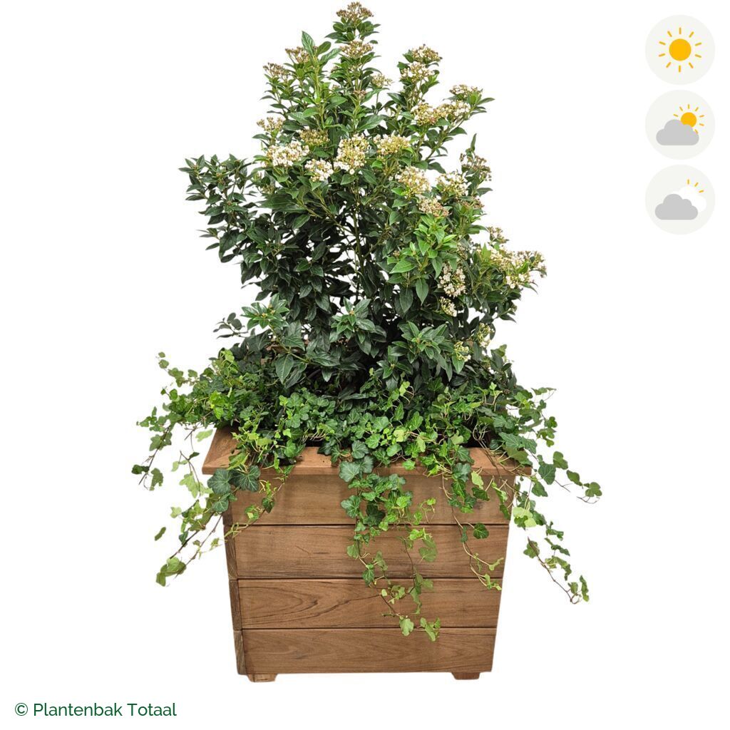 productfoto van plantenbak Hardhout Granada Vierkant Sneeuwbal Combinatie