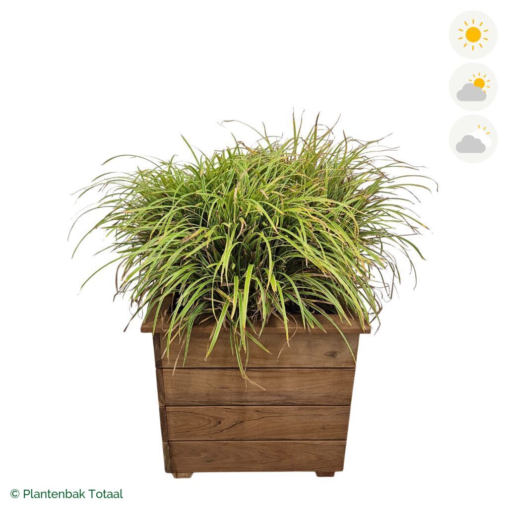 productfoto van plantenbak Hardhout Granada Vierkant Zegge