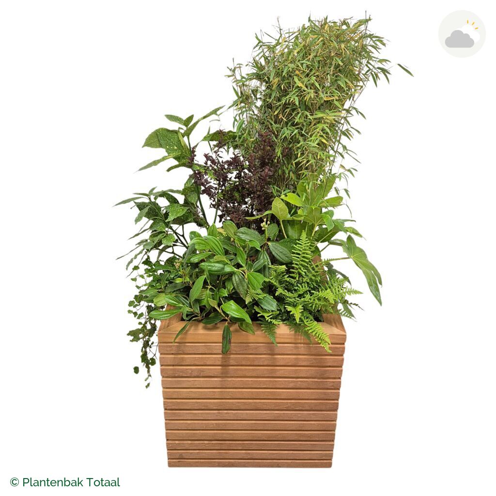 productfoto van plantenbak Hardhout Malaga Set Amazone