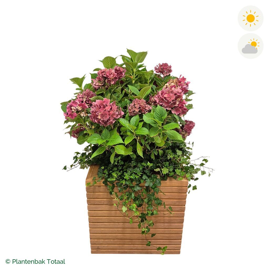 productfoto van plantenbak Hardhout Malaga Boerenhortensia Combinatie