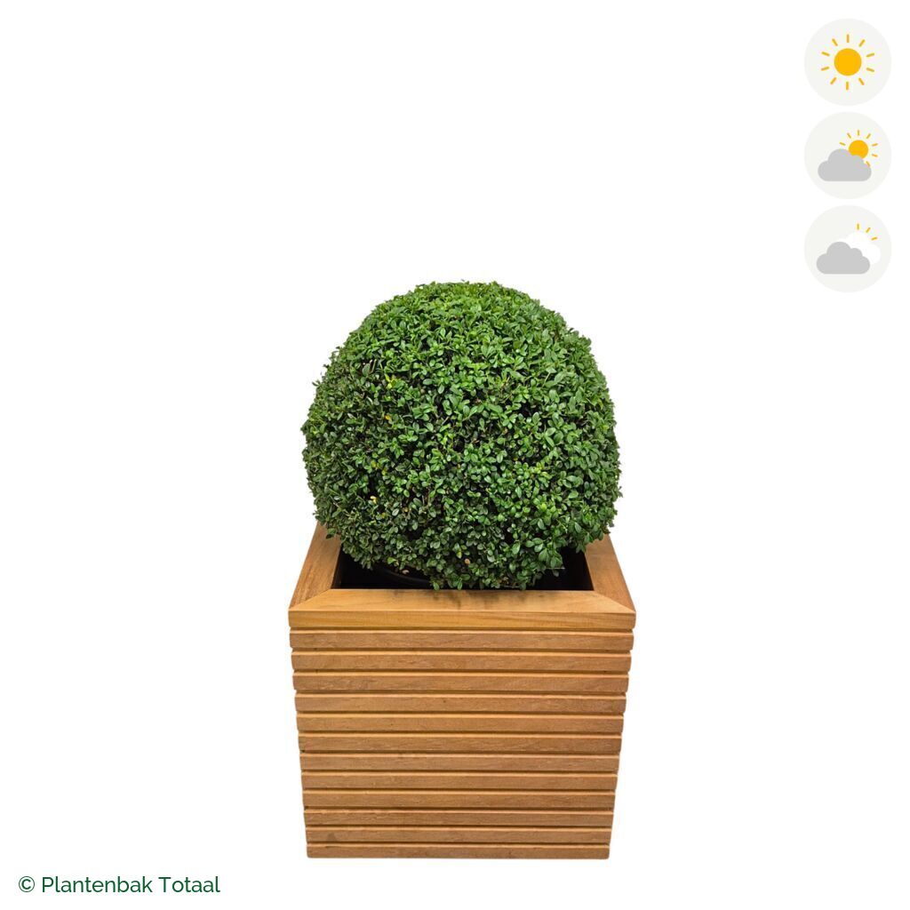 productfoto van plantenbak Hardhout Malaga Japanse Hulst