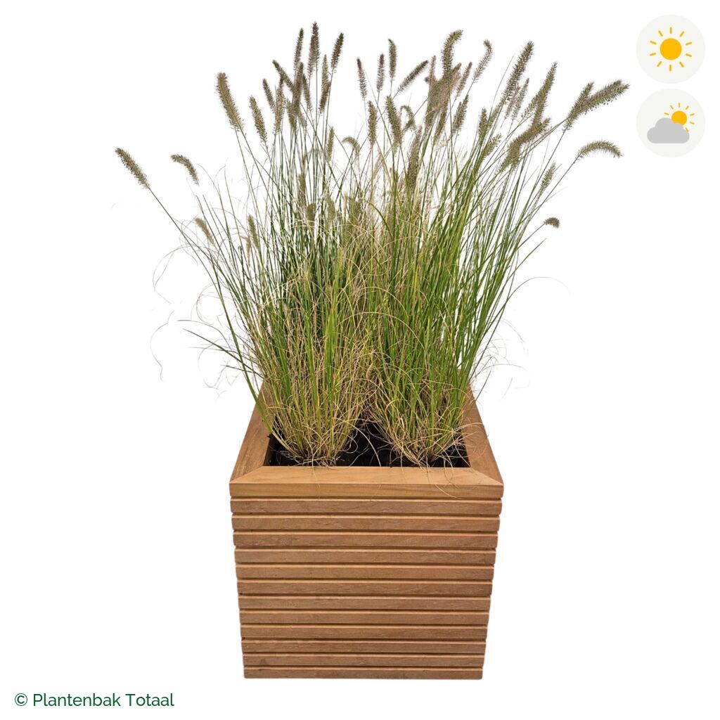 productfoto van plantenbak Hardhout Malaga Lampenpoetsersgras