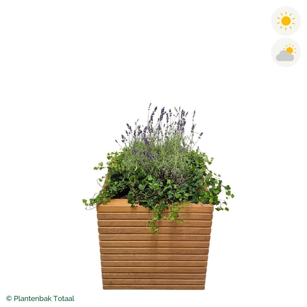 productfoto van plantenbak Hardhout Malaga Lavendel Combinatie