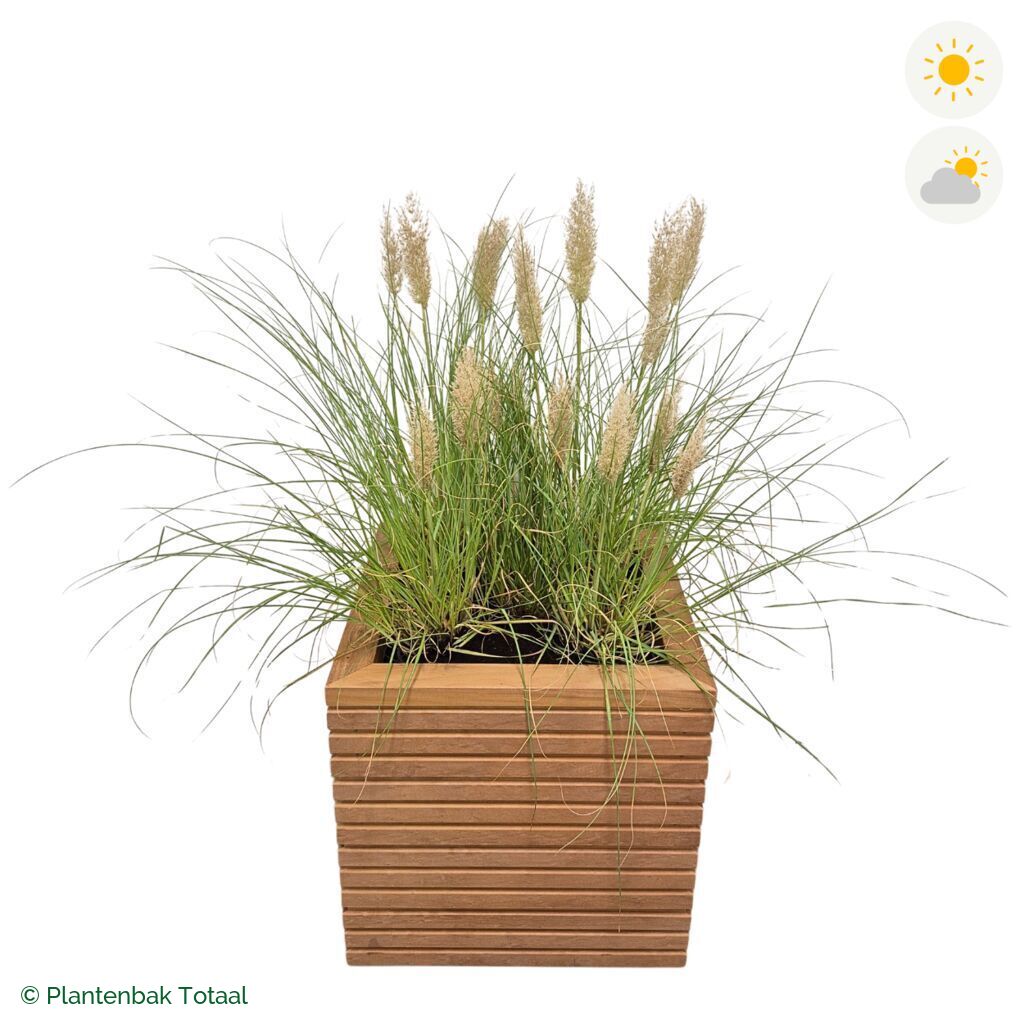 productfoto van plantenbak Hardhout Malaga Pampasgras