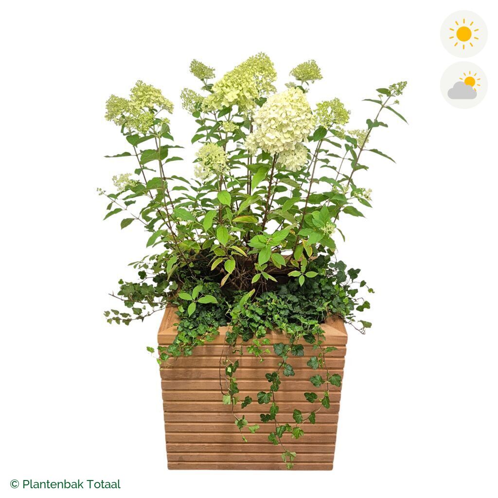 productfoto van plantenbak Hardhout Malaga Pluimhortensia Combinatie