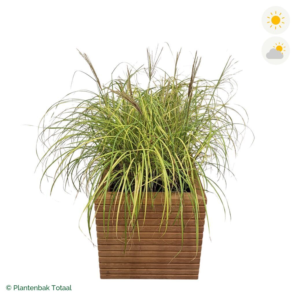 productfoto van plantenbak Hardhout Malaga Prachtriet