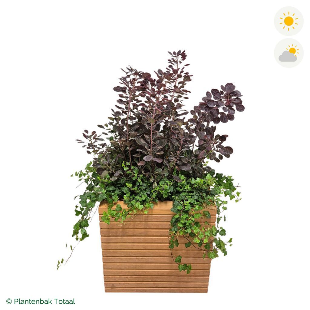 productfoto van plantenbak Hardhout Malaga Pruikenboom Combinatie