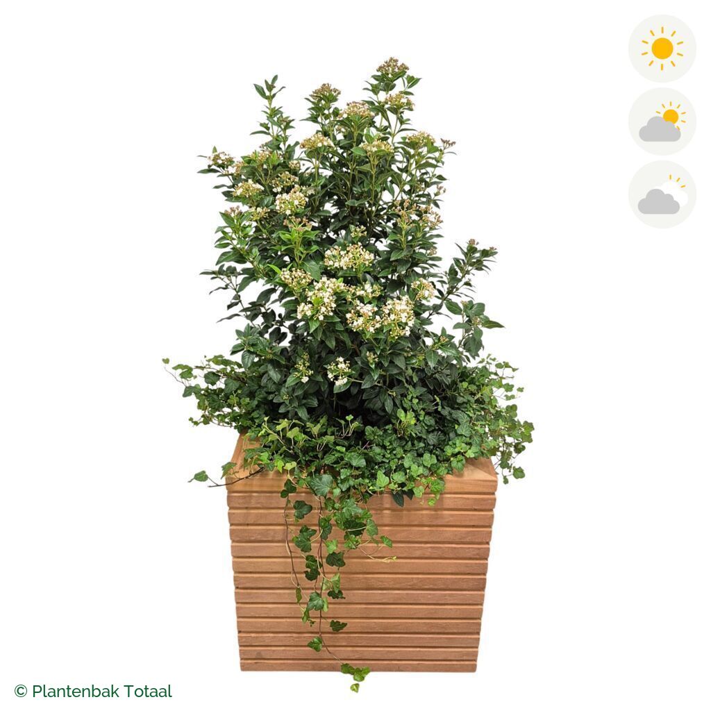 productfoto van plantenbak Hardhout Malaga Sneeuwbal Combinatie