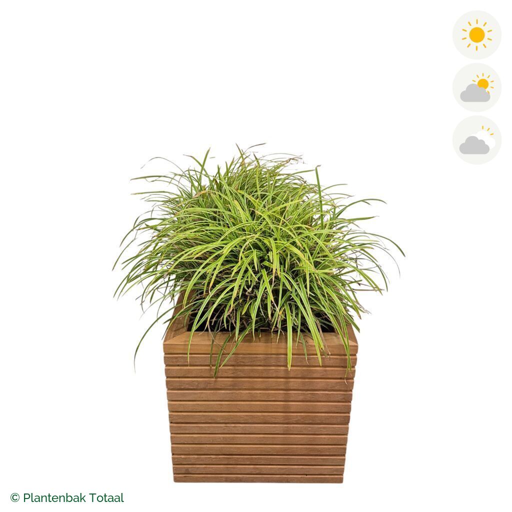 productfoto van plantenbak Hardhout Malaga Zegge