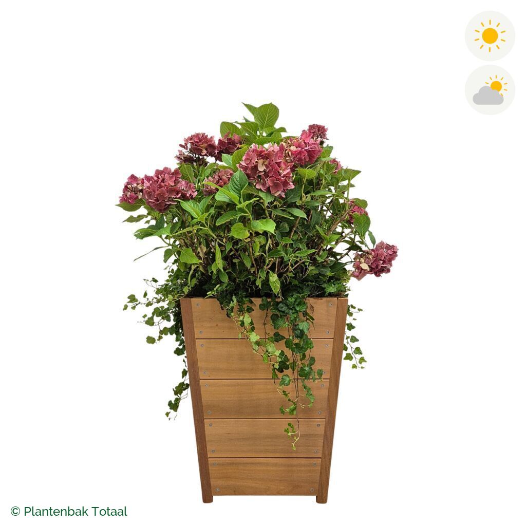 productfoto van plantenbak Hardhout Tap Boerenhortensia Combinatie
