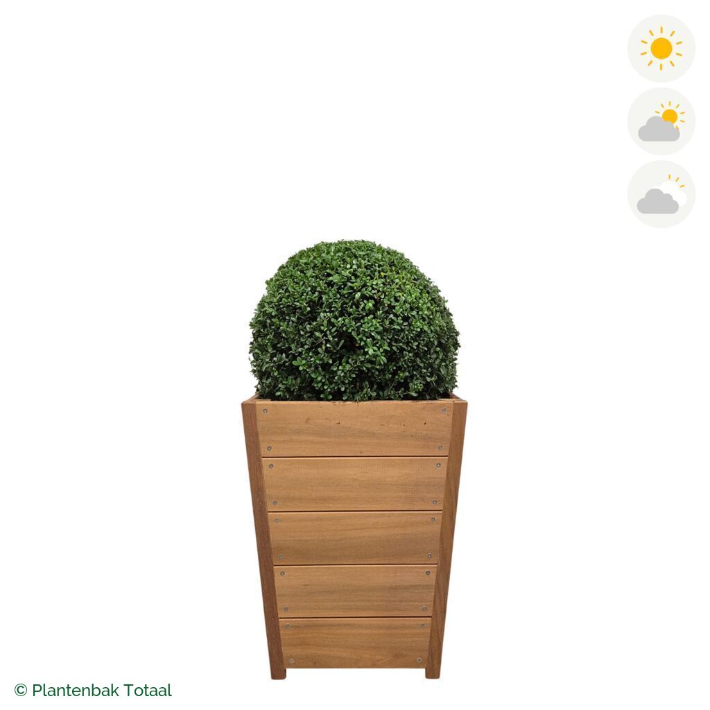 productfoto van plantenbak Hardhout Tap Japanse Hulst