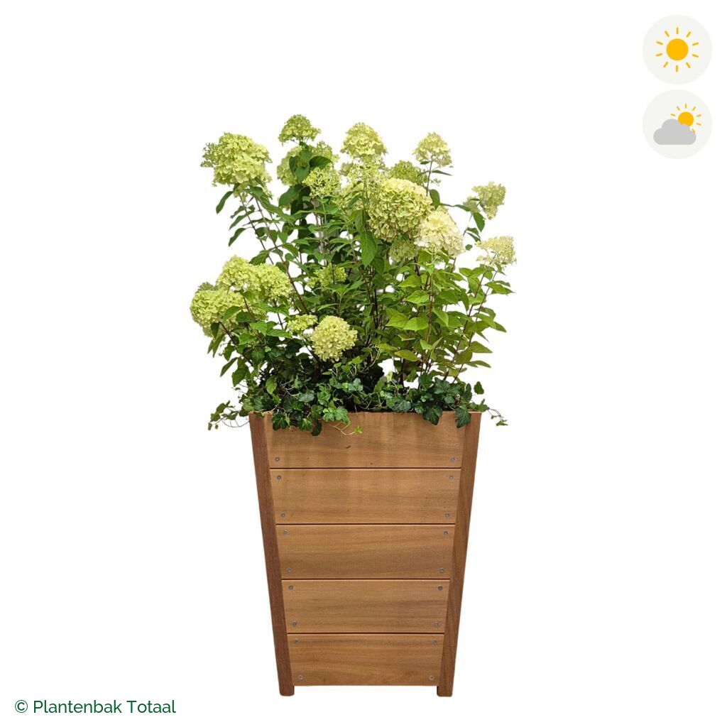 productfoto van plantenbak Hardhout Tap Pluimhortensia Combinatie