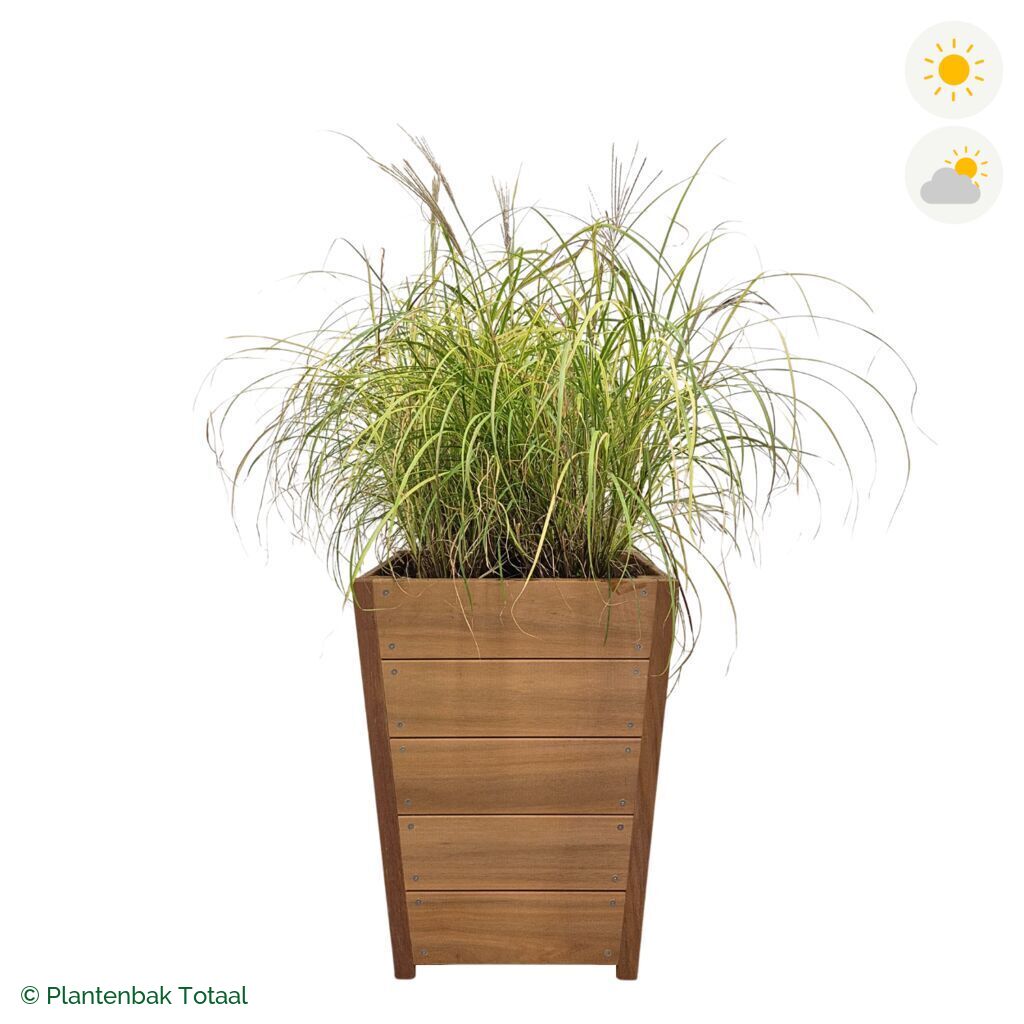 productfoto van plantenbak Hardhout Tap Prachtriet
