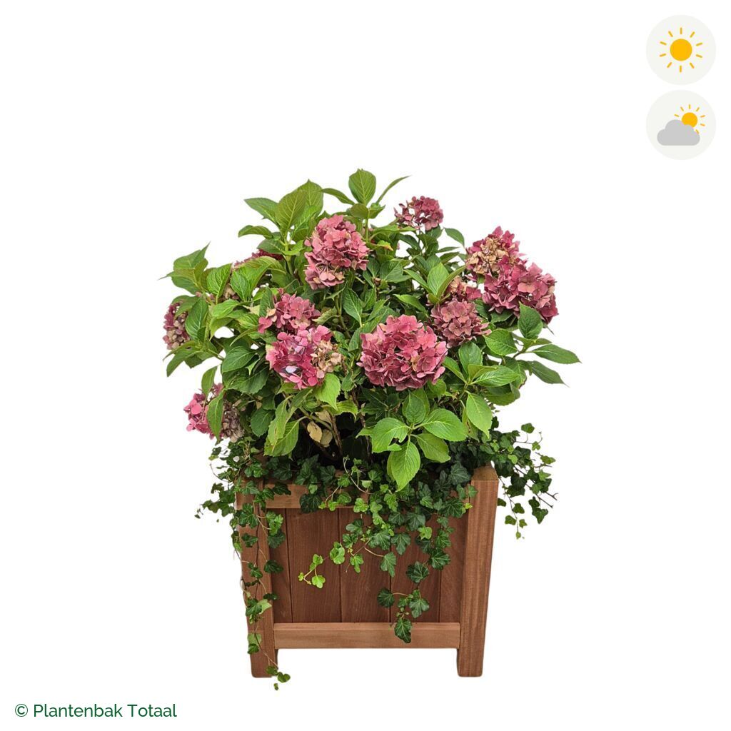 productfoto van plantenbak Hardhout Valencia Boerenhortensia Combinatie