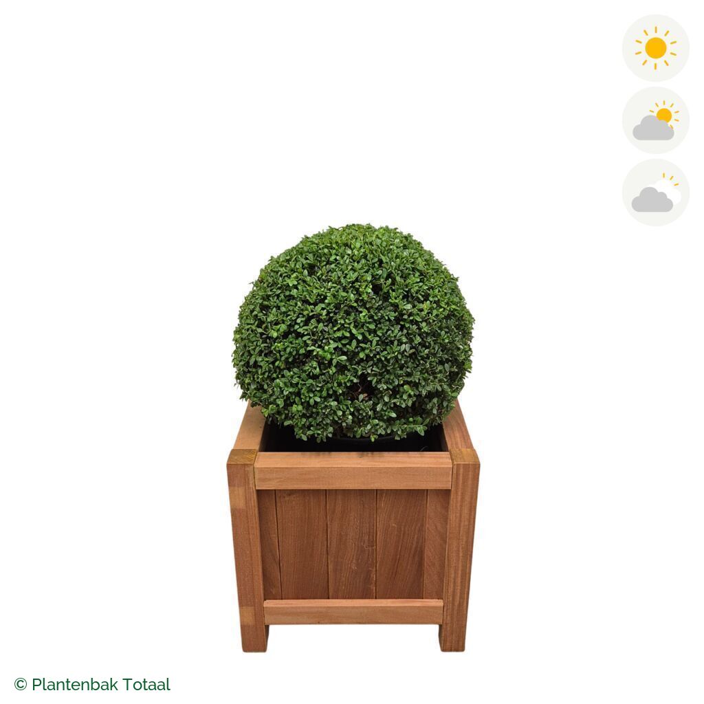 productfoto van plantenbak Hardhout Valencia Japanse Hulst