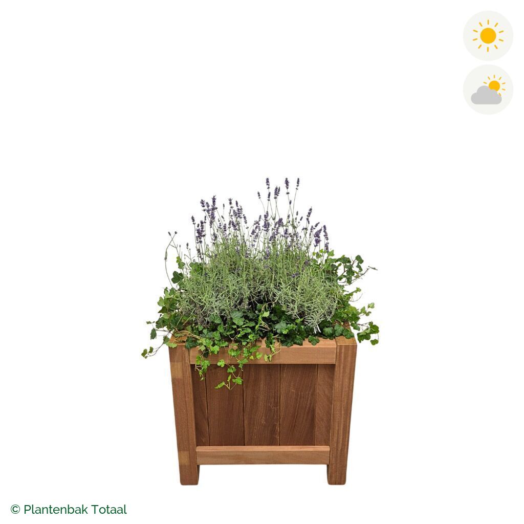productfoto van plantenbak Hardhout Valencia Lavendel Combinatie