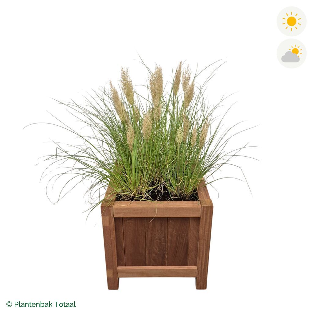 productfoto van plantenbak Hardhout Valencia Pampasgras