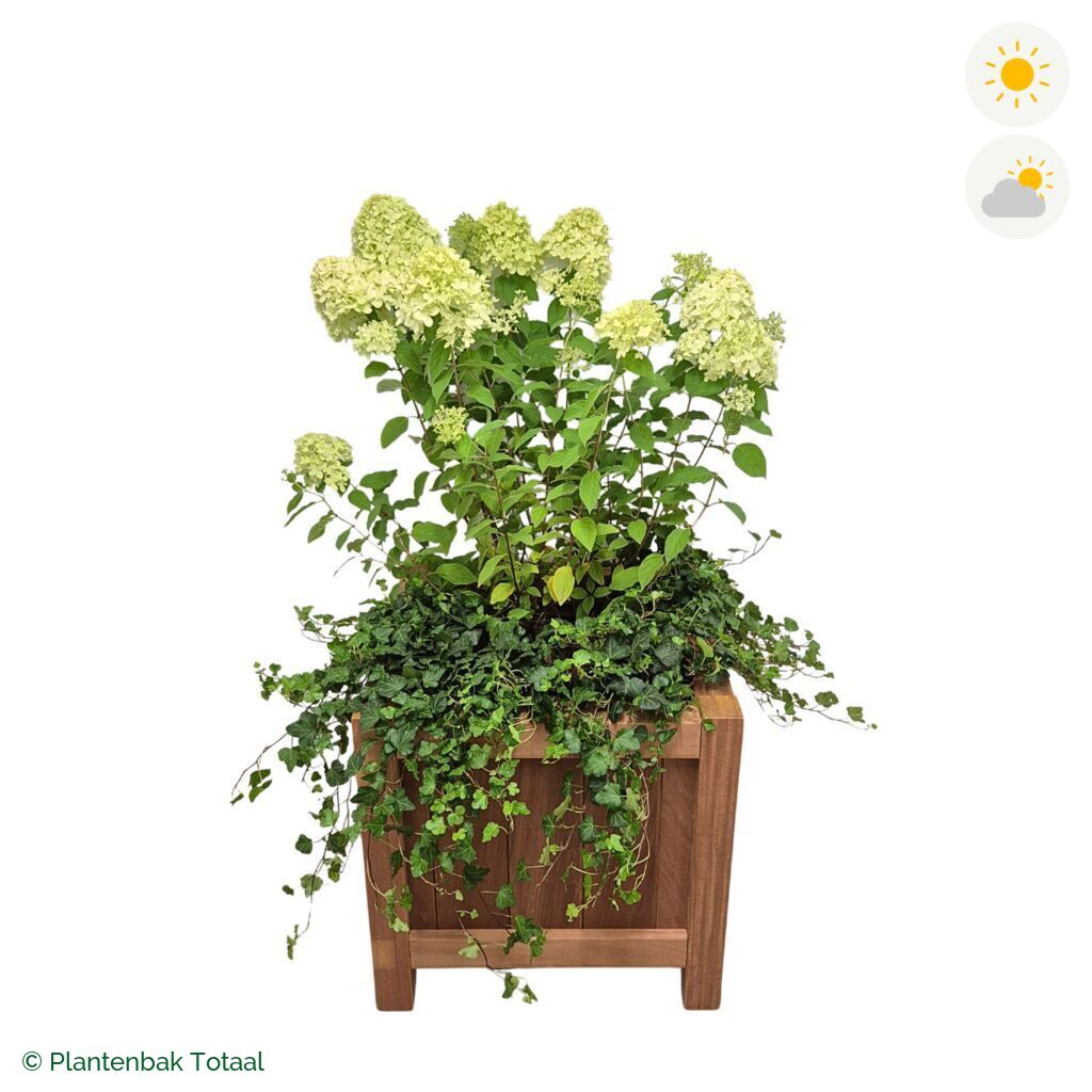 productfoto van plantenbak Hardhout Valencia Pluimhortensia Combinatie