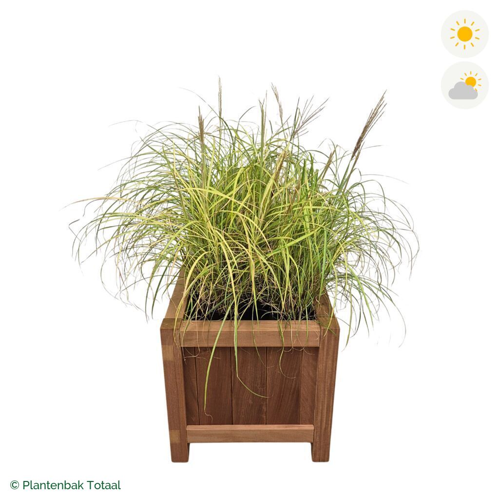 productfoto van plantenbak Hardhout Valencia Prachtriet