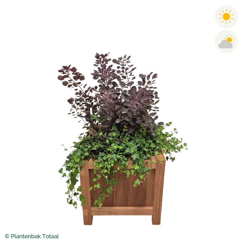 productfoto van plantenbak Hardhout Valencia Pruikenboom Combinatie