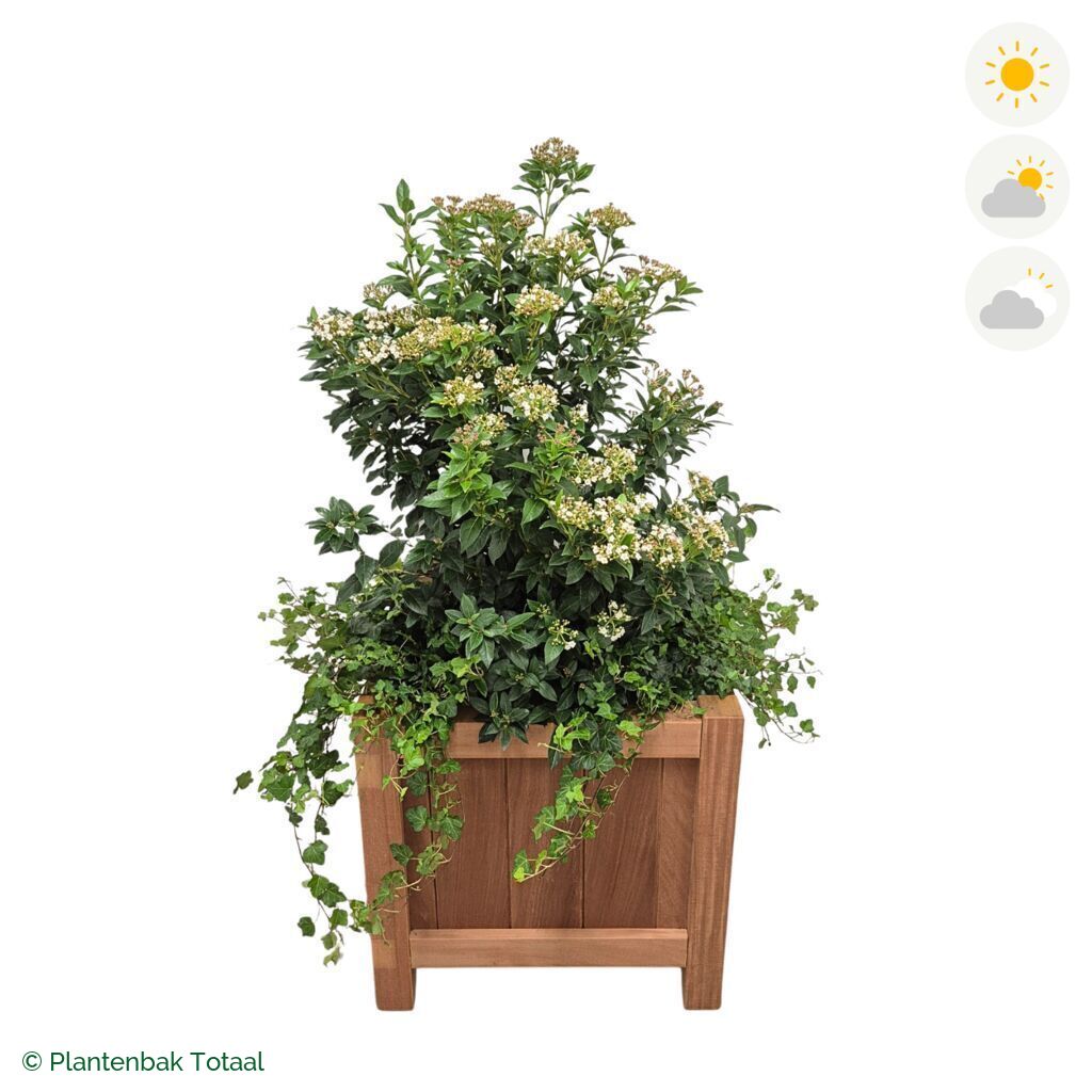productfoto van plantenbak Hardhout Valencia Sneeuwbal Combinatie
