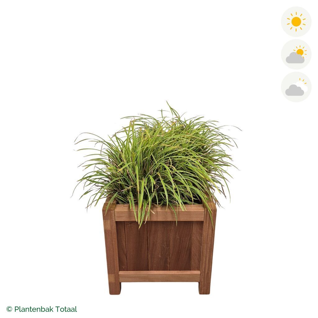 productfoto van plantenbak Hardhout Valencia Zegge