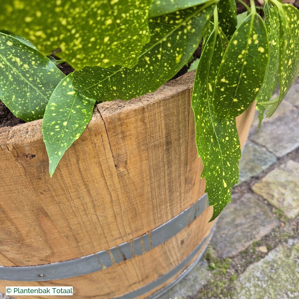 productlijn foto van plantenbak EH Half Wijnvat rond