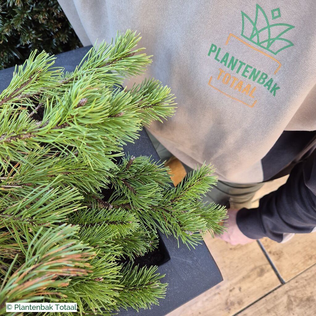 productlijn foto van plantenbak FF Jort rechthoek
