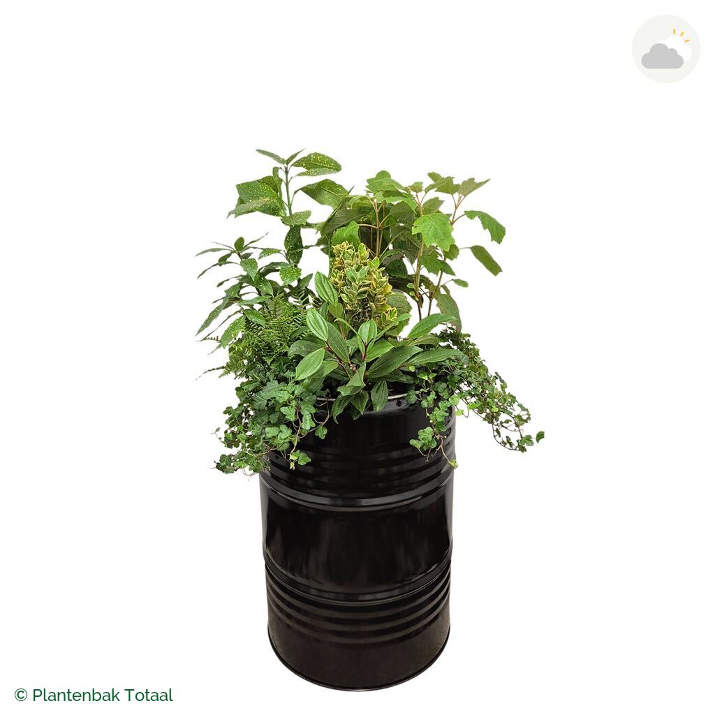 productfoto van plantenbak Metalen Olievat Set Amazone