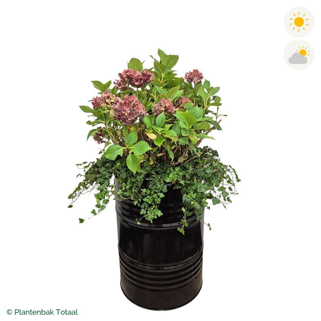productfoto van plantenbak Metalen Olievat Boerenhortensia Combinatie