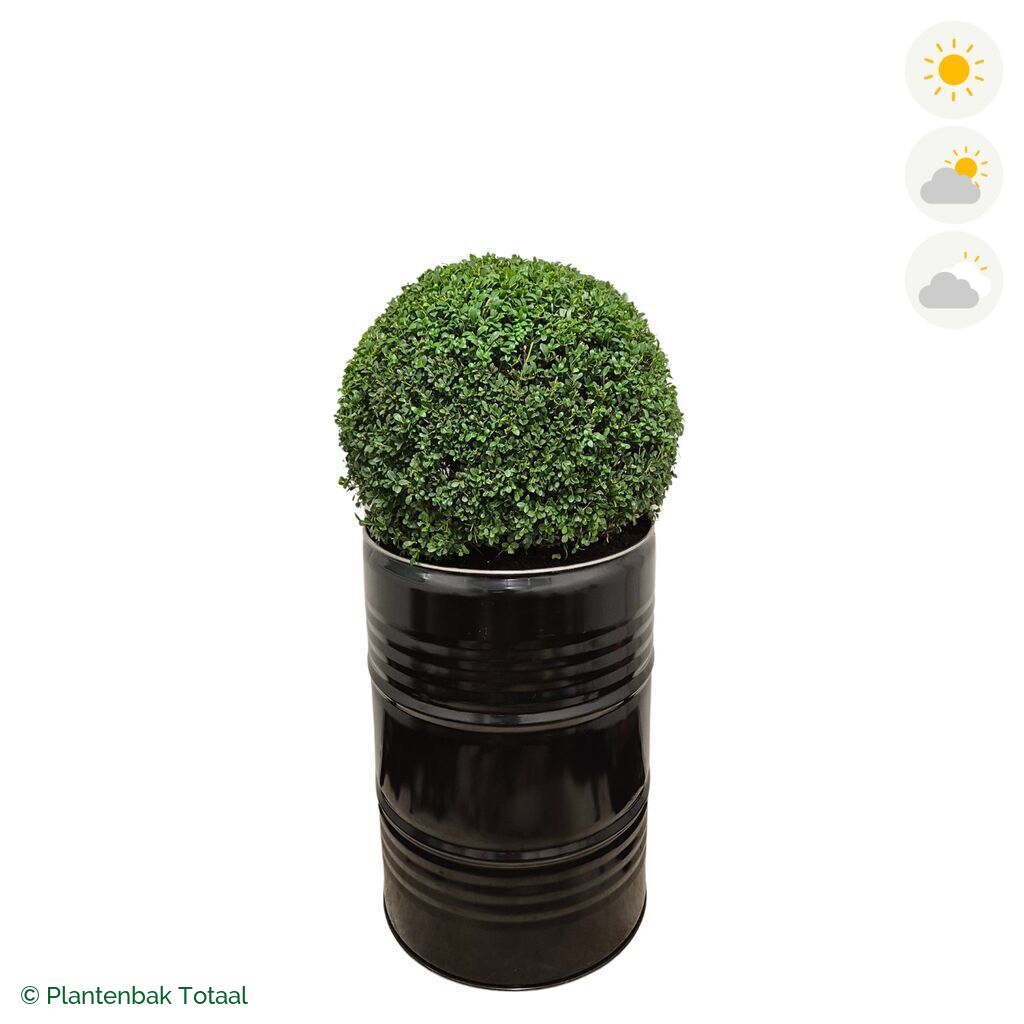 productfoto van plantenbak Metalen Olievat Japanse Hulst