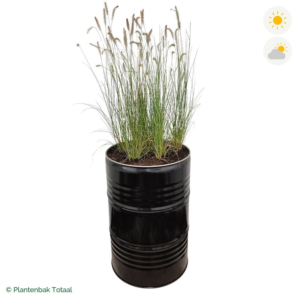 productfoto van plantenbak Metalen Olievat Lampenpoetsersgras
