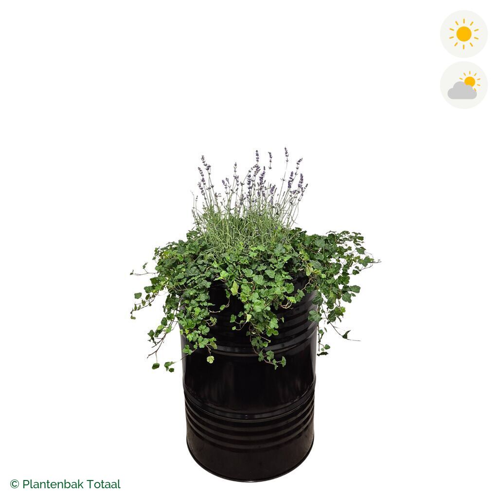 productfoto van plantenbak Metalen Olievat Lavendel Combinatie
