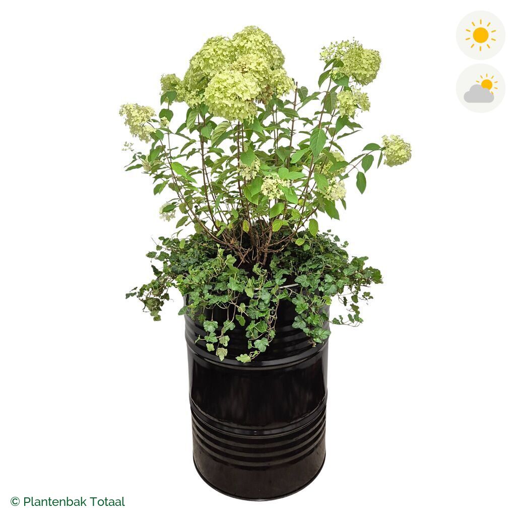 productfoto van plantenbak Metalen Olievat Pluimhortensia Combinatie