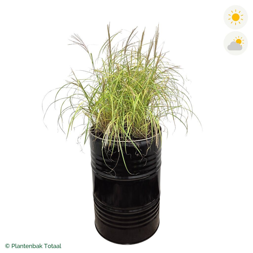 productfoto van plantenbak Metalen Olievat Prachtriet