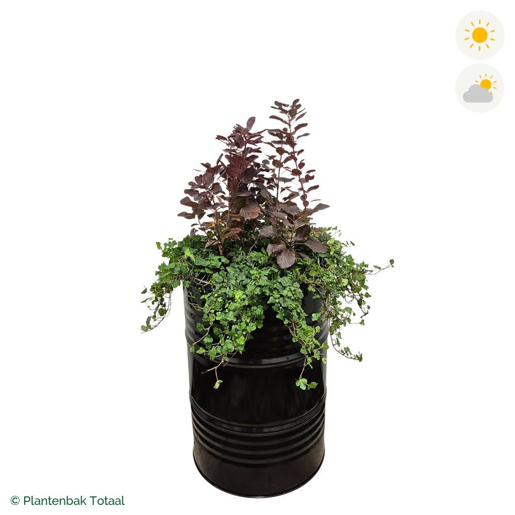 productfoto van plantenbak Metalen Olievat Pruikenboom Combinatie