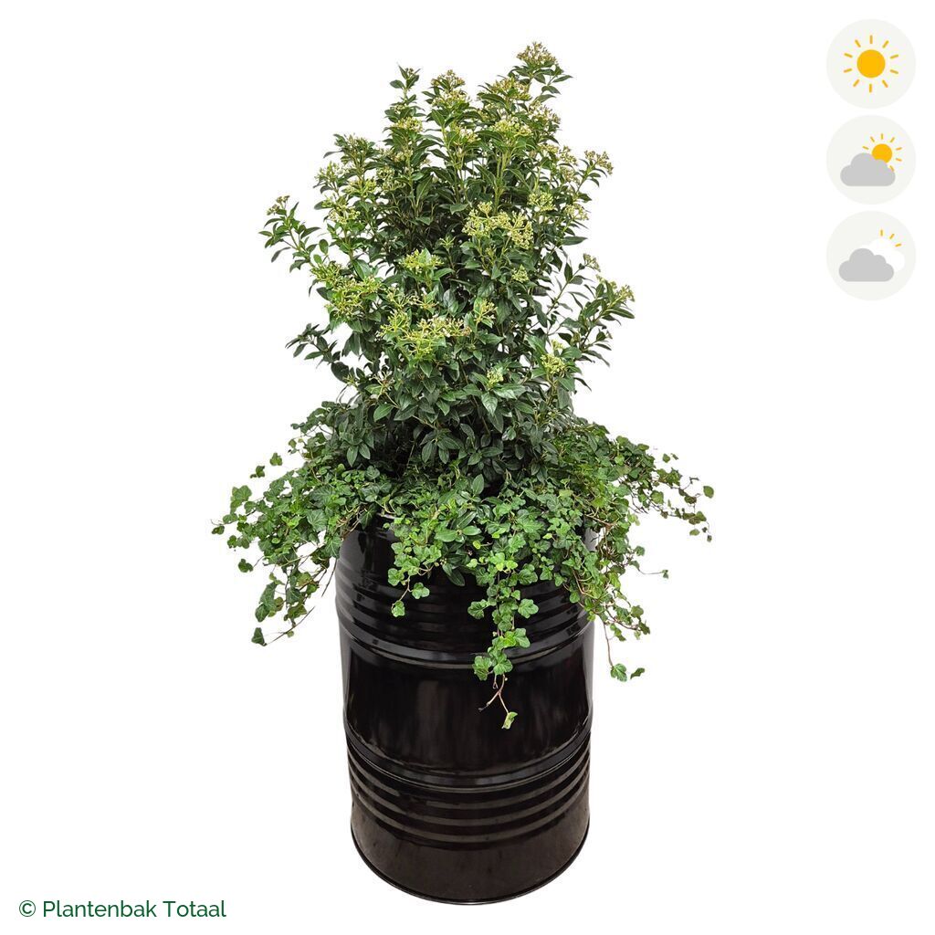 productfoto van plantenbak Metalen Olievat Sneeuwbal Combinatie