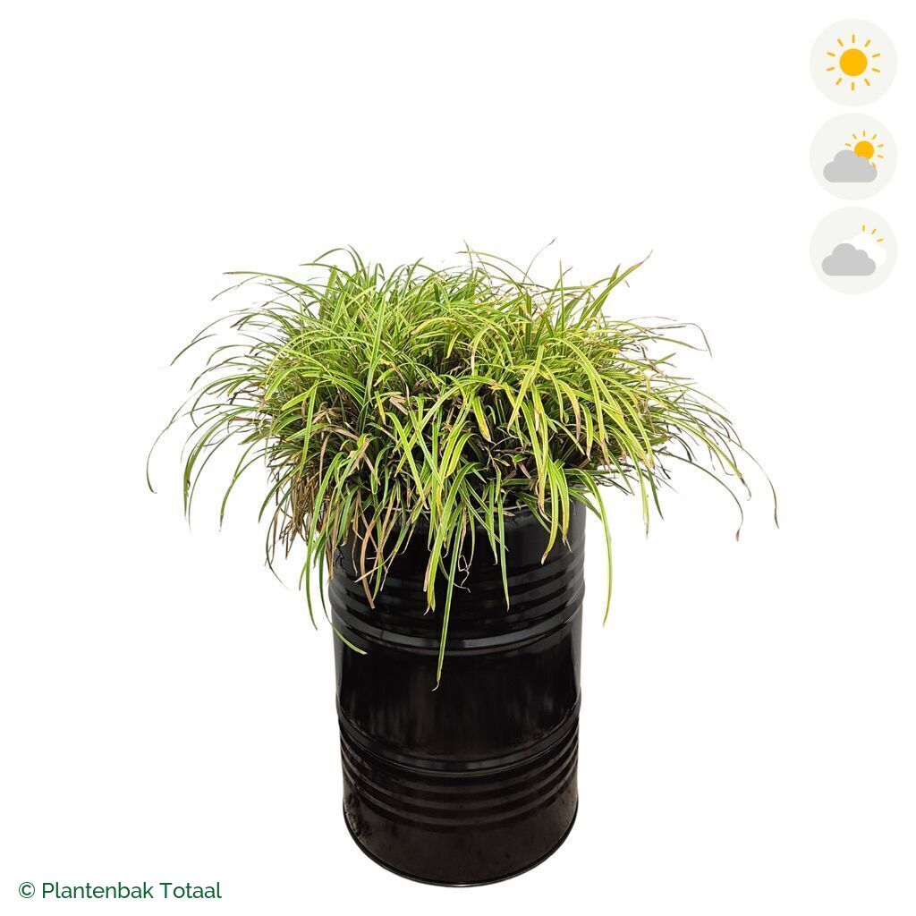 productfoto van plantenbak Metalen Olievat Zegge