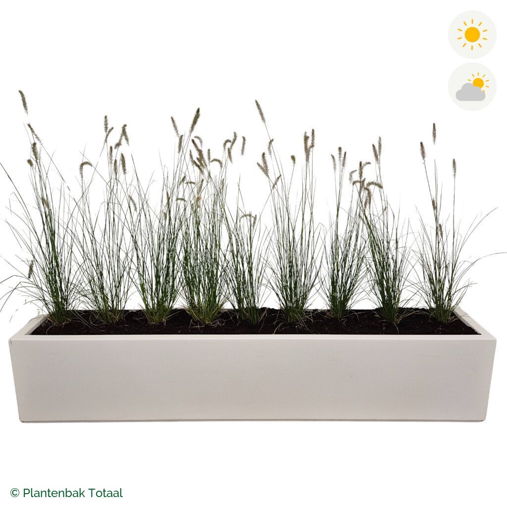 productfoto van plantenbak Polyester Carrez Langwerpig Lampenpoetsersgras