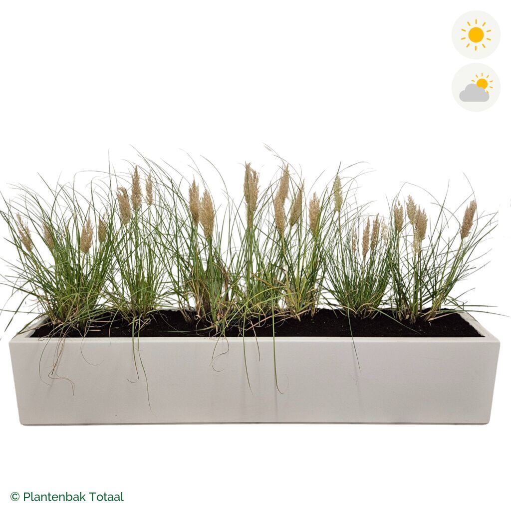 productfoto van plantenbak Polyester Carrez Langwerpig Pampasgras
