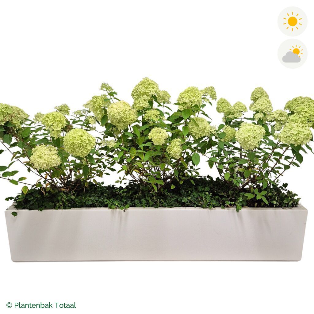 productfoto van plantenbak Polyester Carrez Langwerpig Pluimhortensia Combinatie