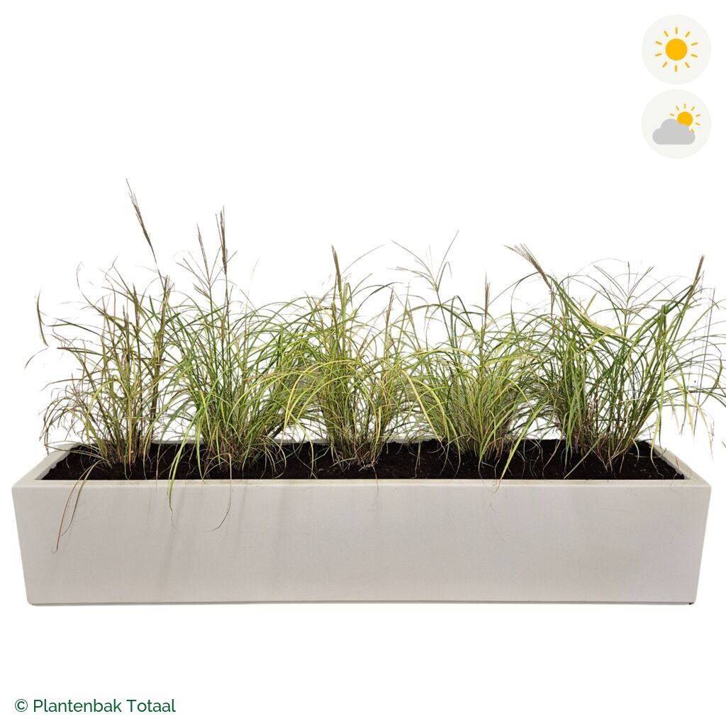 productfoto van plantenbak Polyester Carrez Langwerpig Prachtriet