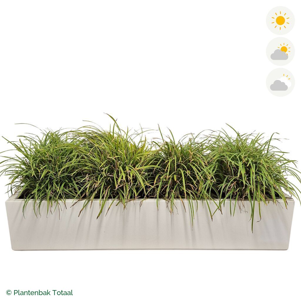 productfoto van plantenbak Polyester Carrez Langwerpig Zegge