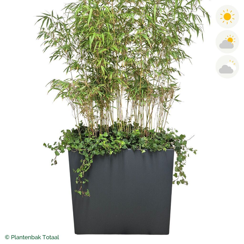 productfoto van plantenbak Polyester Carrez Rechthoek Bamboe Afscheiding