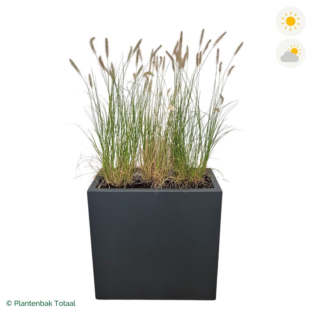 productfoto van plantenbak Polyester Carrez Rechthoek Lampenpoetsersgras