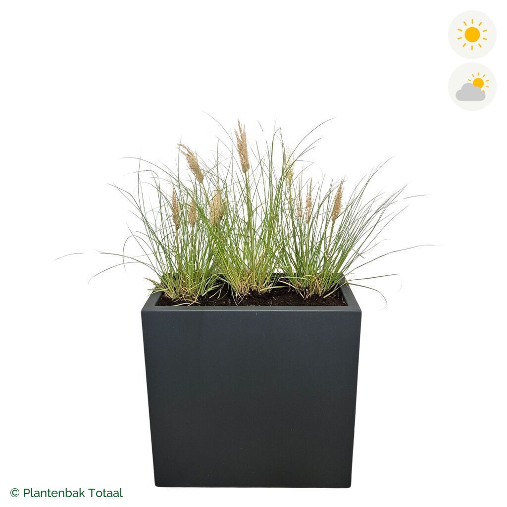 productfoto van plantenbak Polyester Carrez Rechthoek Pampasgras