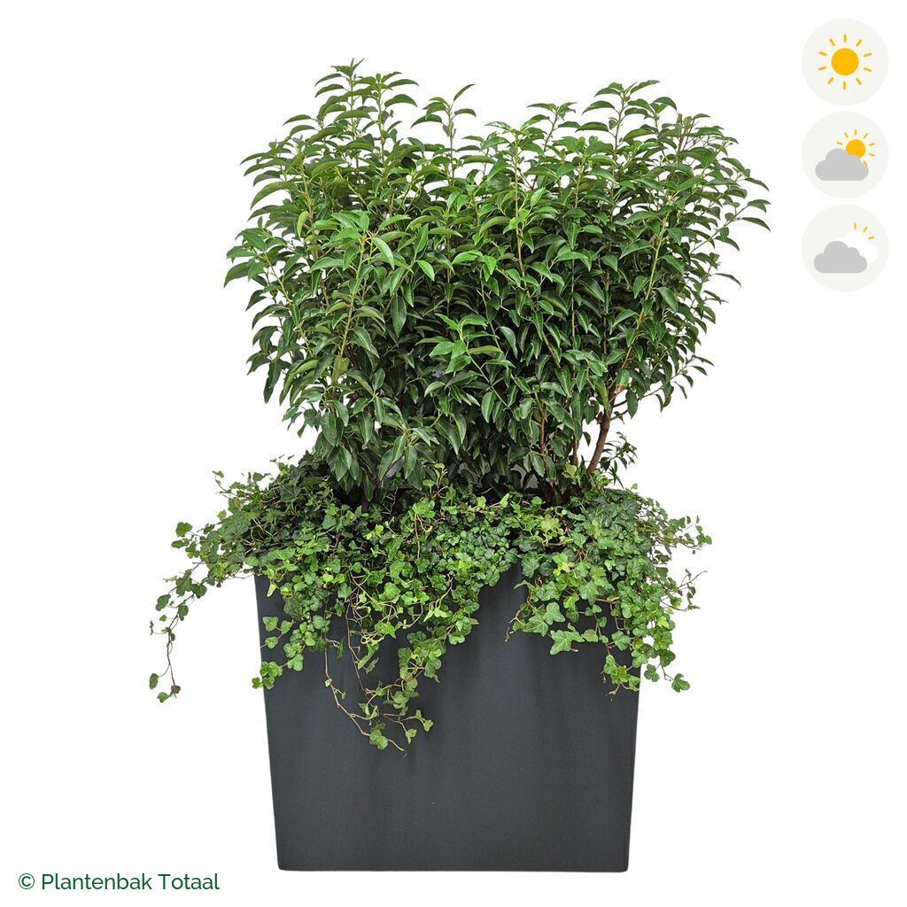 productfoto van plantenbak Polyester Carrez Rechthoek Portugese Laurier