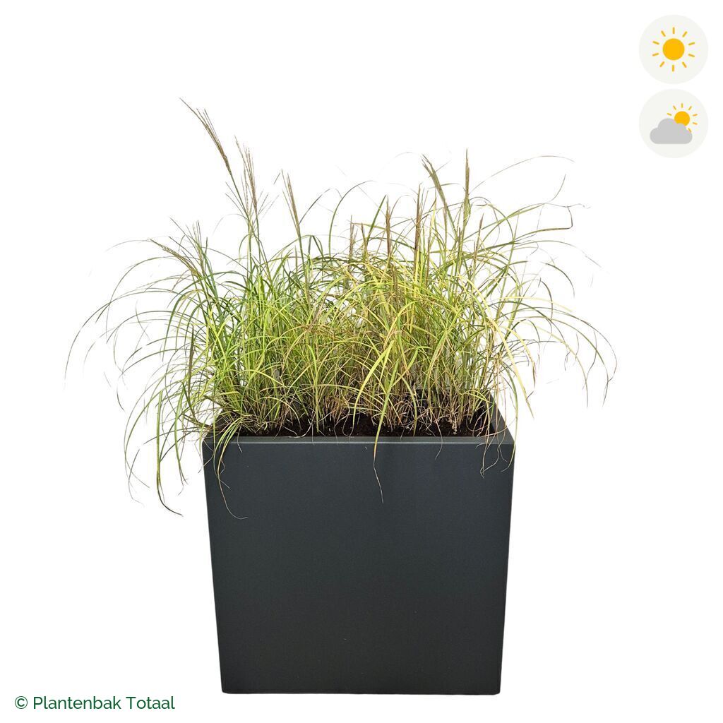 productfoto van plantenbak Polyester Carrez Rechthoek Prachtriet