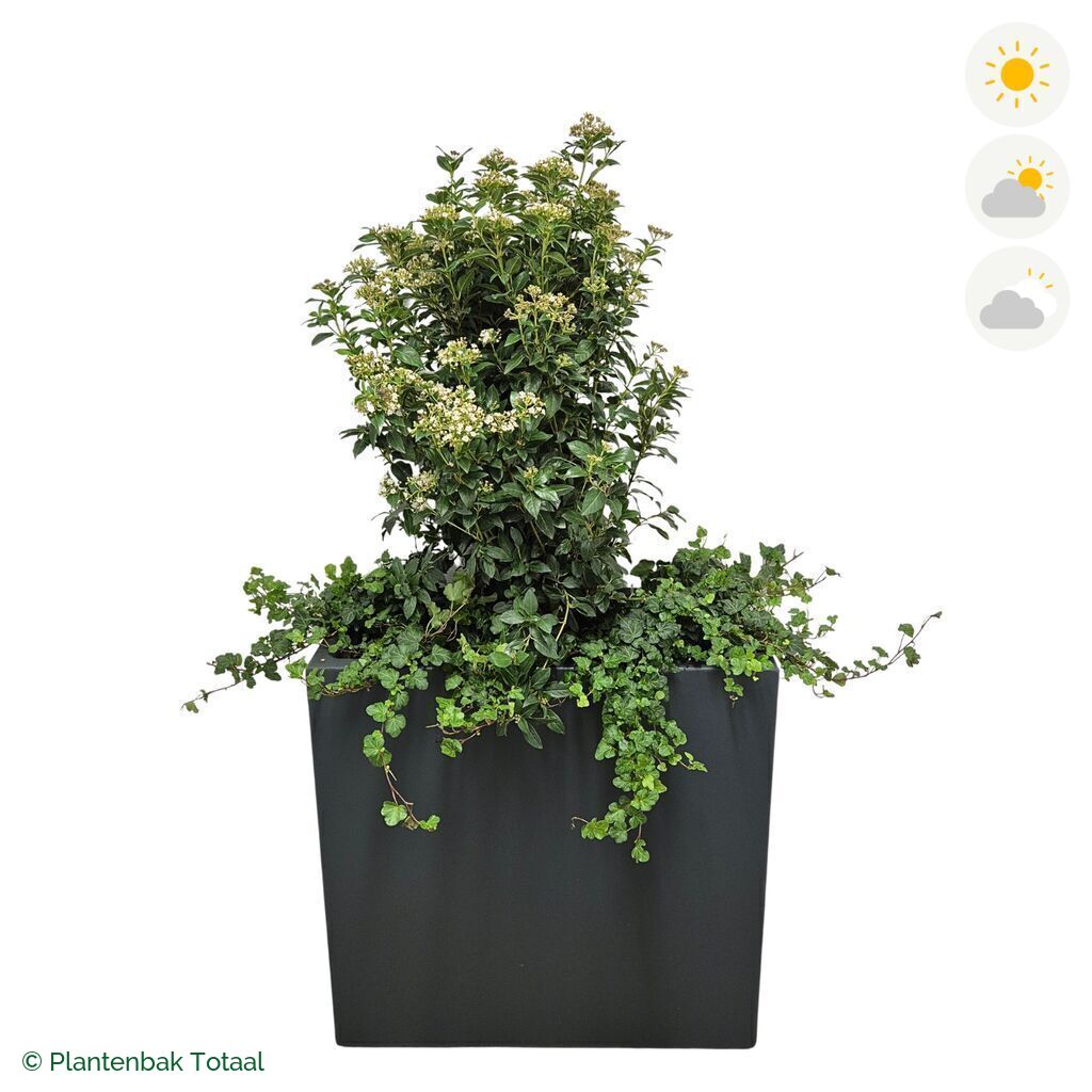productfoto van plantenbak Polyester Carrez Rechthoek Sneeuwbal Combinatie