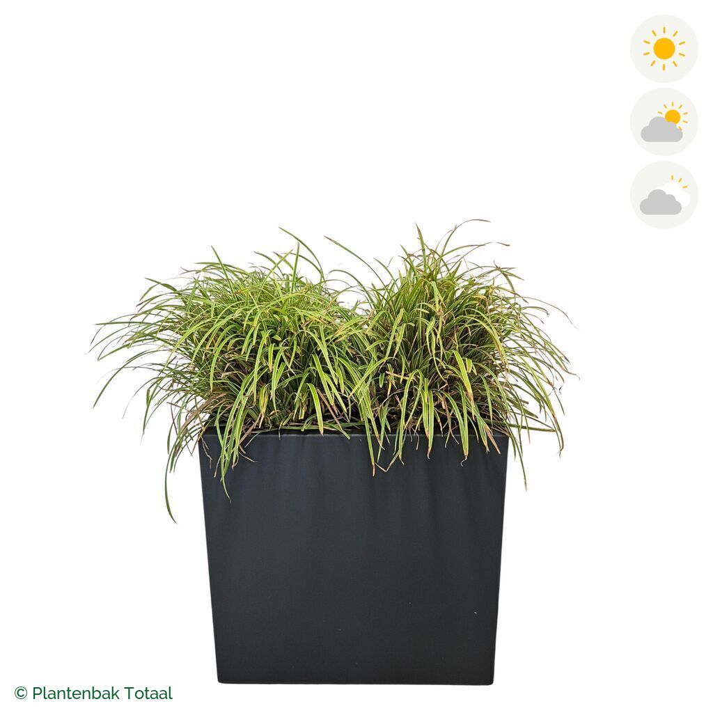 productfoto van plantenbak Polyester Carrez Rechthoek Zegge